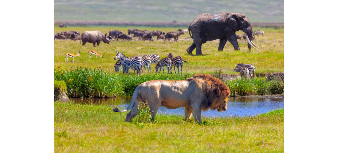  �FRICA SELVAGEM ? TANZ�NIA, O ESPET�CULO DA GRANDE MIGRA��O DOS ANIMAIS E �FRICA DO SUL
